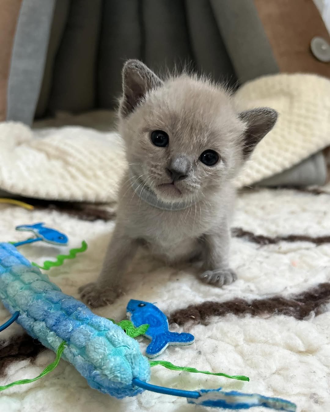 Max - Tonkinese Kitten